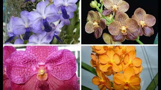 Diferenças Entre uma Orquídea Vanda Comum e uma de primeira linha [upl. by Iosep]