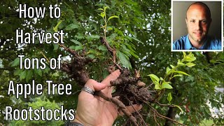 How to Grow Apple Tree Rootstock [upl. by Lazar]