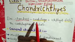 Class chondrichthyes characters and classification in Hindi [upl. by Odrareve779]