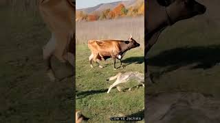 Cow vs Jackals cow jackals animalshorts [upl. by Arras]