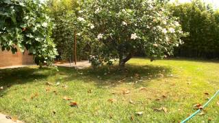 Havanese dog chasing a squirrel  1080p action cam test [upl. by Ennazor]