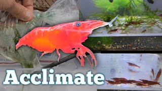 How to Acclimate Your New Shrimp  With a Twist and Quarantine [upl. by Derte691]