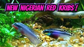 Nigerian Red Kribensis Pairing Off For Life  Breeding Cichlid Pelvicachromis Taeniatus Nigeria Red [upl. by Narrat66]