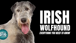 Irish Wolfhound Dogs 101  Everything You Need To Know [upl. by Jempty971]