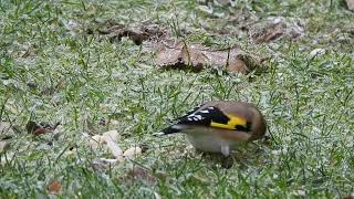 2023 December MY WILDLIFE Goldfinch Bad Fallingbostel Germany [upl. by Sirrah]