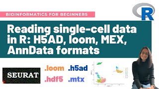 Reading singlecell data in R H5AD loom MEX AnnData formats  Bioinformatics for beginners [upl. by Llenyaj]