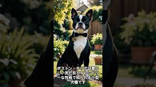 ボストン・テリアの生態を知ろう！ボストンテリア 犬 ペット 犬種 犬の飼い方 愛犬 犬好き 犬の健康 犬のトレーニング コンパニオン犬 ユニークな犬 shorts アニプラ [upl. by Edora677]