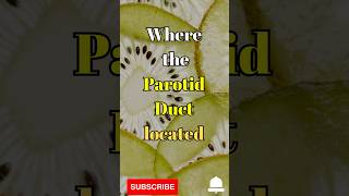 Where is the Parotid Duct Located shorts facts biologyclass12 [upl. by Ntisuj523]