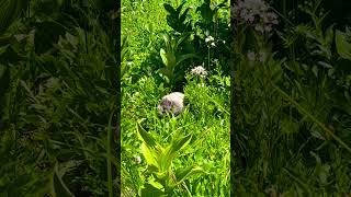 Wild life on mount rainier animals nature wildlife beavers [upl. by Threlkeld]