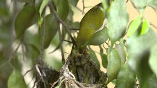 Oriental white eye  Nesting Cycle [upl. by Enyt]