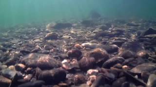 Wachusett Reservoir  Underwater Smallmouth Bass and Exploration [upl. by Chadwick]