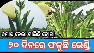 Bhendi chasa odiaଭେଣ୍ଡି ଚାଷ ପ୍ରଣାଳୀ okera farming in odisha [upl. by Huckaby]