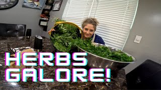 MASSIVE Herb Harvest For A YEAR Supply Of Herbs [upl. by Madea4]