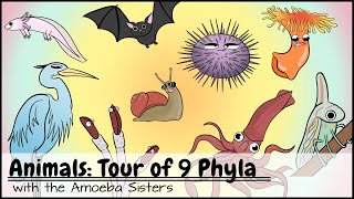 Animals Tour of 9 Phyla [upl. by Liagiba]