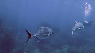 Liveaboard Similan Islands 2019  Richelieu Rock Day 3 [upl. by Alejo201]