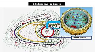 ovogenèse et folliculogenèse [upl. by Kristofer922]