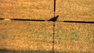 Scopecam view of 112 yard crow shot [upl. by Namrak602]