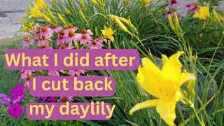 How To Cut Back Daylilies amp Transform Your Garden For Fall 🌸 Zone 4 Minnesota 🌸 daylily [upl. by Clausen]