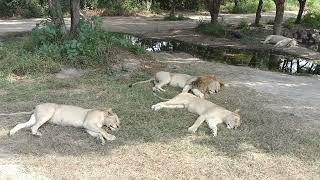 Lahore Zoo Safari Park ❤️ [upl. by Ellan]