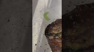 My inchworm has made some progress pets caterpillars viral fyp inchworm metamorphosis [upl. by Sulihpoeht]