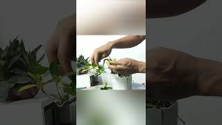 Ficus Microcarpa bonsai making [upl. by Gideon700]