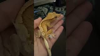 Person Watches Lizard Shed and Eat its Skin  1285873 [upl. by Bak209]