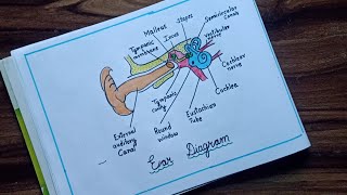 How to draw Human Ear Diagram human Ear Diagram for beginners [upl. by Sitruc]