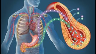 Fisiologia de las incretinas y mecanismos de accion de farmacos [upl. by Lina]