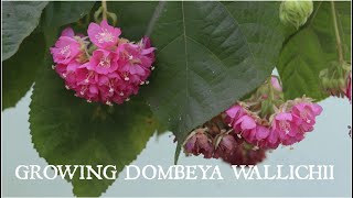 Growing Dombeya Wallichii or Tropical Hydrangeaডমরুপাণি গাছের পরিচর্যা In love with soil [upl. by Lenni]