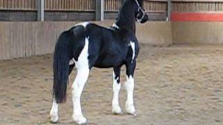 Barockpinto Deckhengst quotBONTE LEONquot Friesian Pinto BONTE FRIES [upl. by Heurlin]