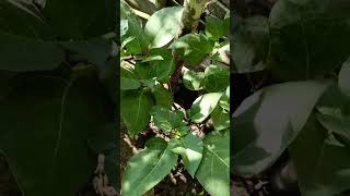 Datura phool  Dudura Phula in my garden  ଦୁଦୁରା ଫୁଲ ଗଛ [upl. by Mauro]