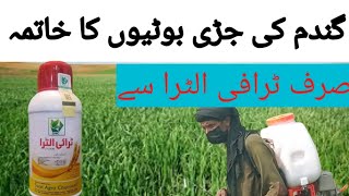 TRI Altra use to control herbicide of wheat cropcrop management in feild [upl. by Kursh854]