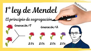 PRIMERA LEY de MENDEL El principio de segregación [upl. by Netnilc821]