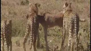 Serengeti National Park Tanzania  Part 2 [upl. by Tally]