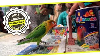 DUNIA HOBI  Video Lucu  Unik  Parrot Training School For Lovebird [upl. by Abramson822]