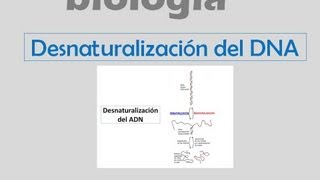 Desnaturalización del DNA [upl. by Ahsenal]