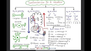 Schwann Cell Producing Mielin Sheath on the Nerve Axon [upl. by Melvin]