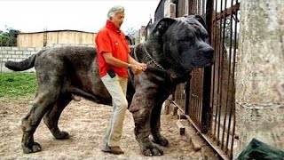 20 Most Illegal Dog Breeds in the World [upl. by Altaf111]