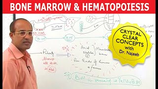 Bone Marrow and Hematopoiesis  Blood Cells Formation [upl. by Nivel]