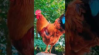 Rooster Sound Effect [upl. by Errick]