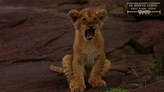 Ol Donyo Lodge  Chyulu Hills  Kenya [upl. by Scever]