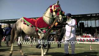 Horse dance to the beat of drum at 80th Kila Raipur Sports Festival [upl. by Deegan524]