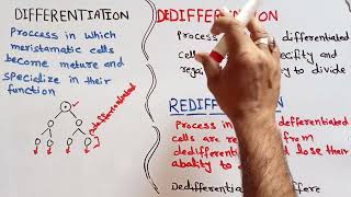 Differentiation dedifferentiationredifferentiation [upl. by Inalak285]