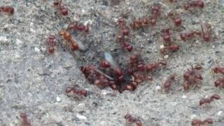 Ants collecting food to take in the hole [upl. by Doak]