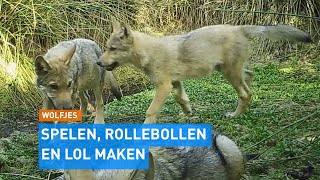 ZIEN DRIE spelende jonge WOLVEN gespot in Drentse natuur 😍  Hart van Nederland [upl. by Schoenburg266]