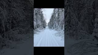 Crosscountry skiing season has started in Finland 🇫🇮❄️ finnishnature skiing winterforest [upl. by Yknarf]