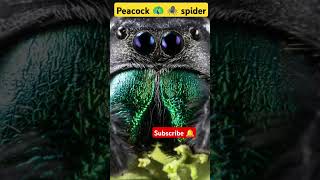 Peacock spider 🕷️trend shortsfeed viralvideo new trend trending reels spider foryou feed [upl. by Nnaarual344]