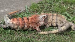 Two male Ctenosaura similis fighting Spinytailed Iguana  Garrobo o Iguana cafe [upl. by Arnon779]