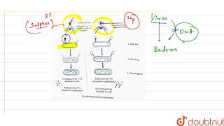 Explain HersheyChase experiment What was proved through this experiment [upl. by Betthel]