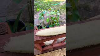 Drying out my green loofah that I processed green😀 garden gardenhacks [upl. by Cheadle]